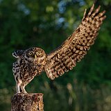 Little owls